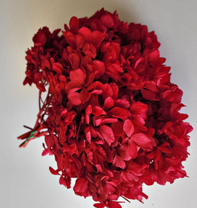 Preserved Hydrangea in four colors by Rose Amor