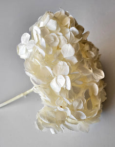 Preserved Hydrangea in four colors by Rose Amor