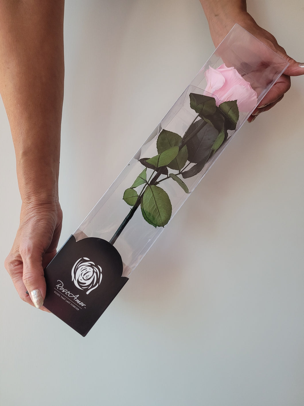 noscript-image-Preserved Rose on Stem in Pink by Rose Amor