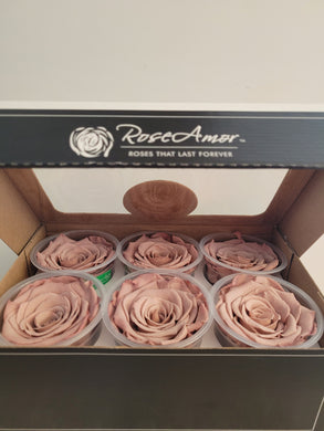 Rose Amor Large Preserved Rose Six Packs in Blush