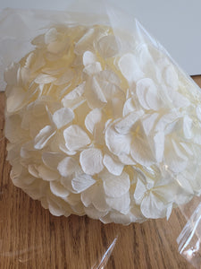 Preserved Hydrangea in White by Rose Amor