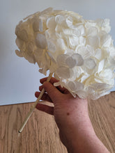 Load image into Gallery viewer, Preserved Hydrangea in White by Rose Amor
