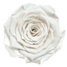 Load image into Gallery viewer, White Preserved Stemmed Rose
