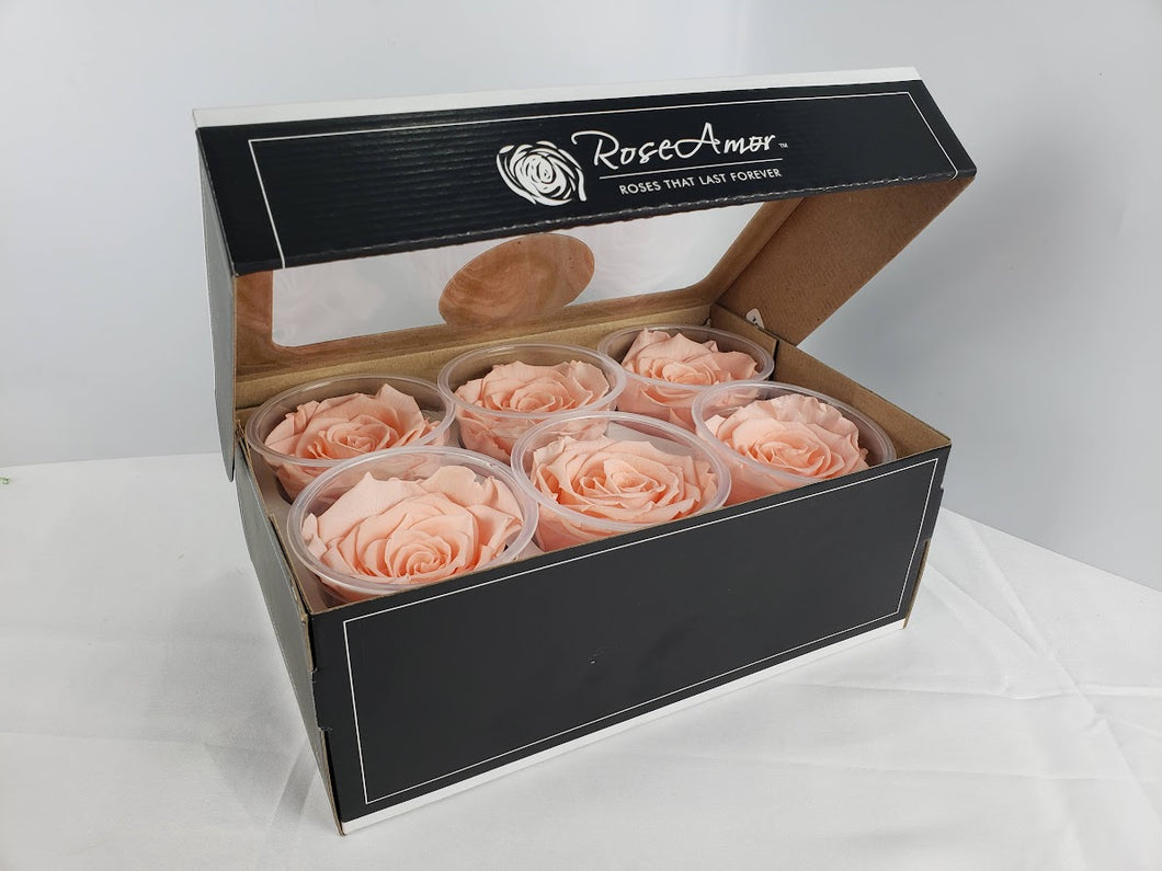 noscript-image-Large Preserved Rose Six Packs by Rose Amor in Light Peach