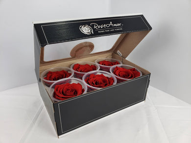 Rose Amor Large Preserved Rose Six Packs in Red