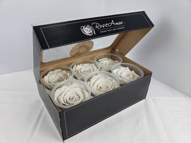 Rose Amor Large Preserved Rose Six Packs In Cream