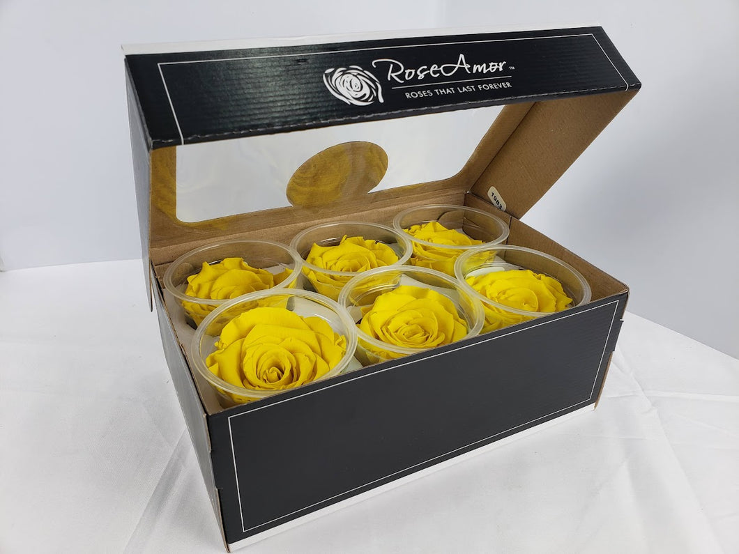 noscript-image-Rose Amor Large Preserved Rose Six Packs In Bright Yellow