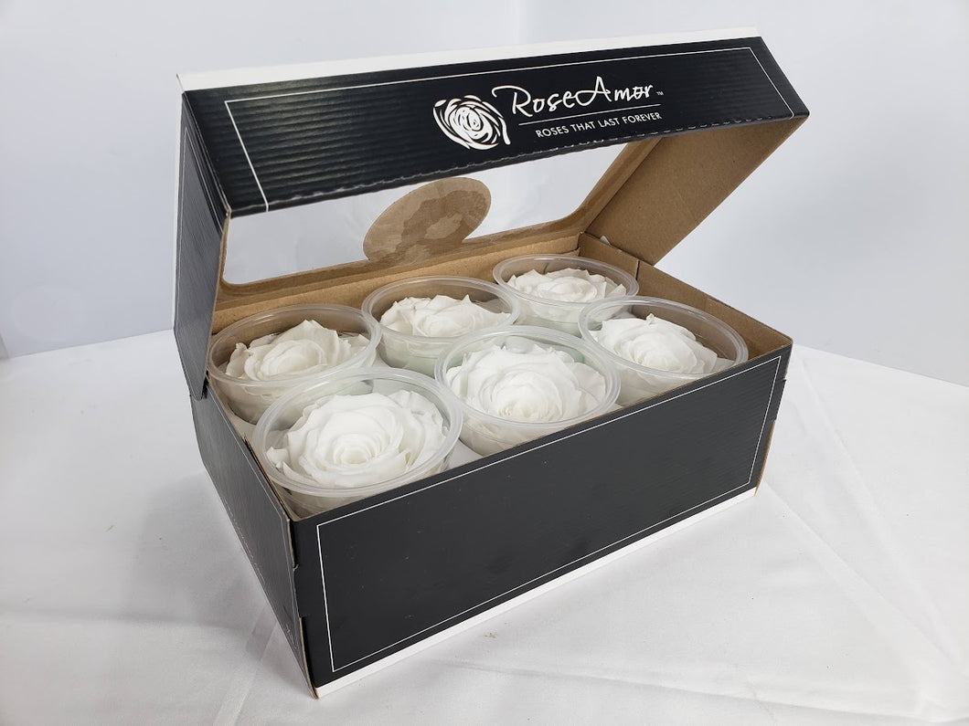 noscript-image-Rose Amor Large Preserved Rose Six Packs in White