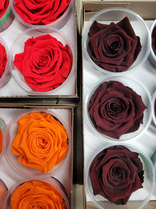Large Preserved Rose Six Pack in Cognac by Rose amor