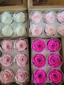 Large Preserved Rose Six Pack in Bright Pink