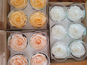 Large Preserved Rose Six Packs by Rose Amor in Peach blush