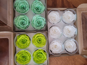 Large Preserved Rose Six Packs in Chartreuse