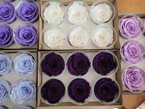 Rose Amor Large Preserved Rose Six Packs in Dark Periwinkle