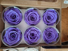 Load image into Gallery viewer, Rose Amor Large Preserved Rose Six Packs in Dark Periwinkle
