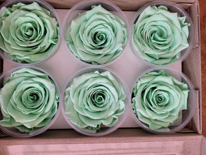 Large Preserved Rose Six Packs in Light Green by Rose Amor
