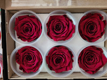 Load image into Gallery viewer, Large Preserved Rose Six Packs in Bordeaux
