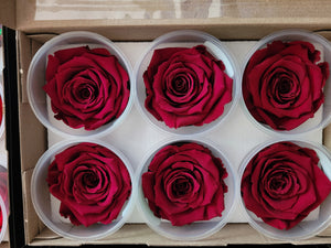Large Preserved Rose Six Packs in Burgundy