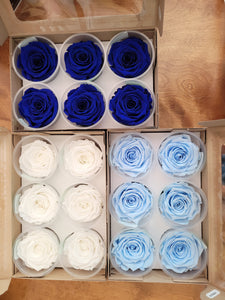 Rose Amor Large Preserved Rose Six Packs in Royal Blue
