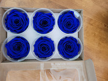 Load image into Gallery viewer, Rose Amor Large Preserved Rose Six Packs in Royal Blue
