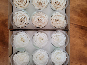 Rose Amor Large Preserved Rose Six Packs In Cream