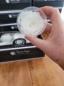 Rose Amor Large Preserved Rose Six Packs in White