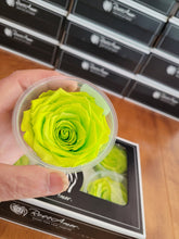 Load image into Gallery viewer, Large Preserved Rose Six Packs in Chartreuse
