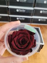 Load image into Gallery viewer, Large Preserved Rose Six Pack in Cognac by Rose amor
