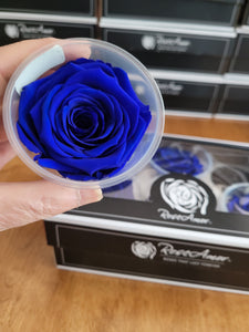 Rose Amor Large Preserved Rose Six Packs in Royal Blue