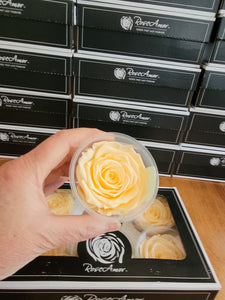 Large Preserved Rose Six Pack in Champagne Peach