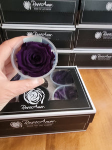 Rose Amor Large Preserved Rose Six Packs in Deep Purple