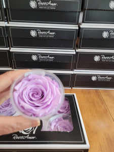 Rose Amor Large Preserved Rose Six Packs in Lavender