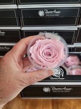Load image into Gallery viewer, Rose Amor Large Preserved Rose Six Packs in Creamy Pink
