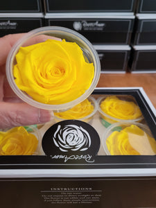 Rose Amor Large Preserved Rose Six Packs In Bright Yellow