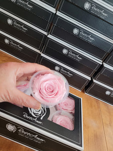 Rose Amor Large Preserved Rose Six Packs in Pink Blush