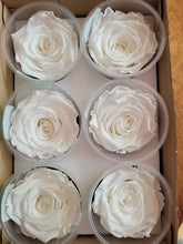 Load image into Gallery viewer, Rose Amor Large Preserved Rose Six Packs in White
