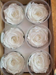 Rose Amor Large Preserved Rose Six Packs in White