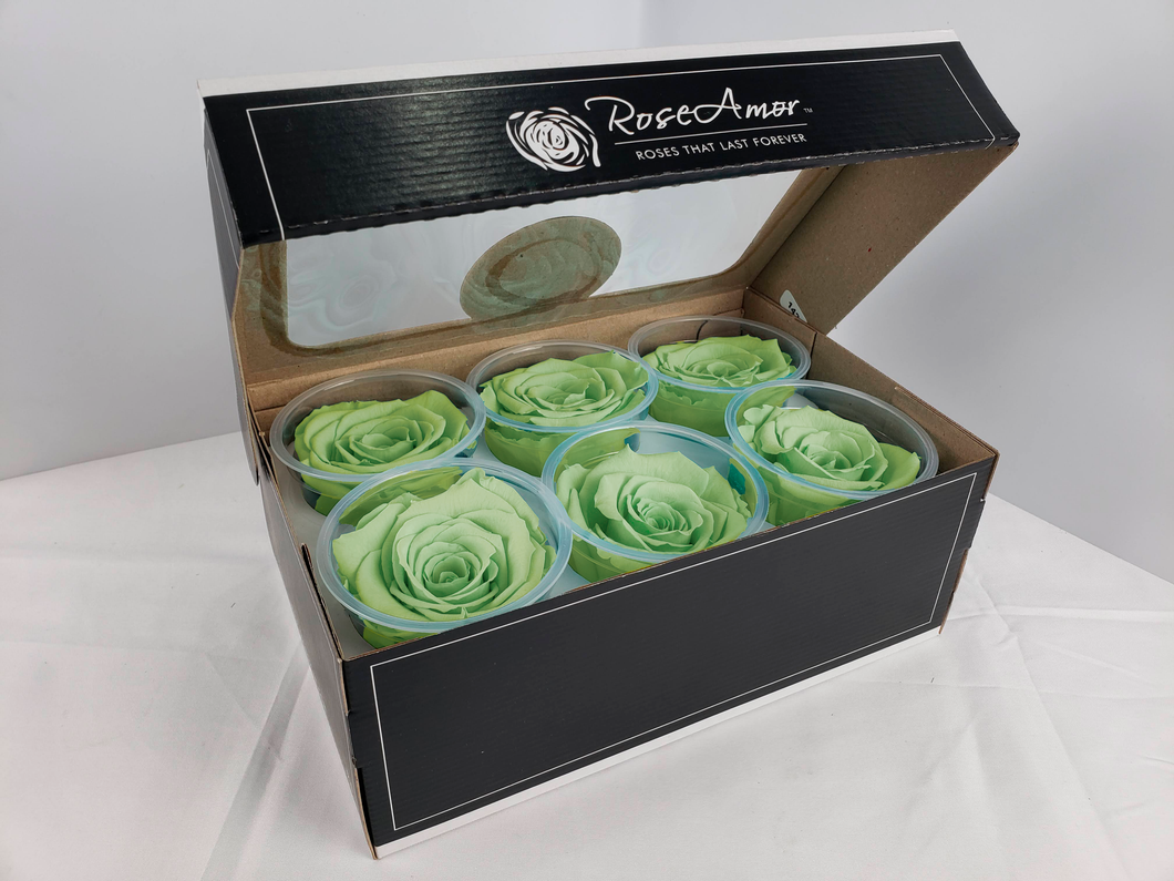 noscript-image-Large Preserved Rose Six Packs in Light Green by Rose Amor