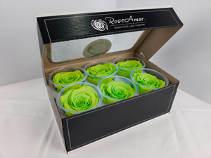 Large Preserved Rose Six Packs in Chartreuse