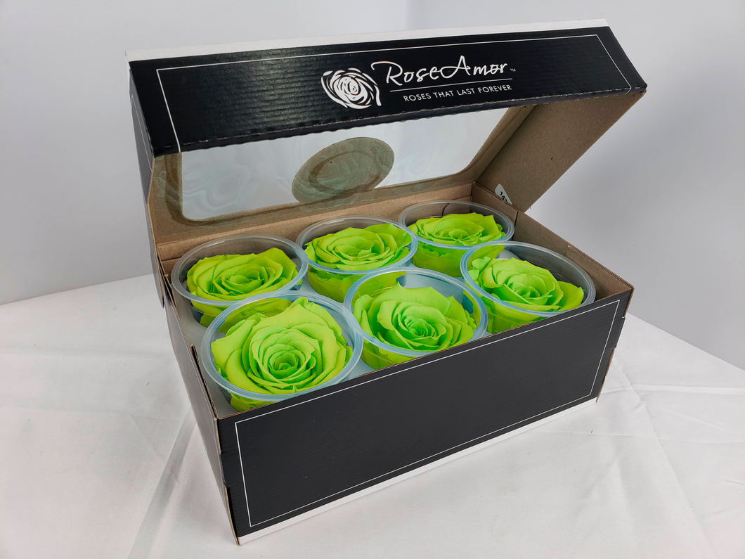 noscript-image-Large Preserved Rose Six Packs in Chartreuse