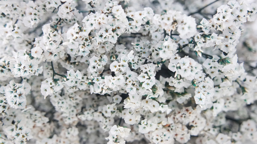 noscript-image-Preserved Limonium Flower Bunches Bulk case pricing - Free Shipping
