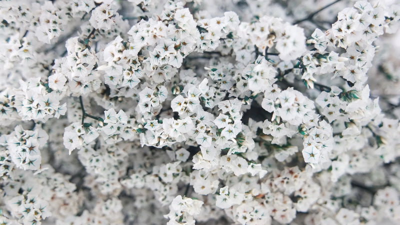 Preserved Limonium Flower Bunches Bulk case pricing - Free Shipping
