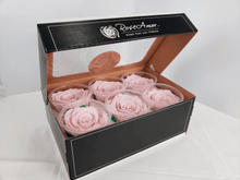 Load image into Gallery viewer, Rose Amor Large Preserved Rose Six Packs in Pink Blush
