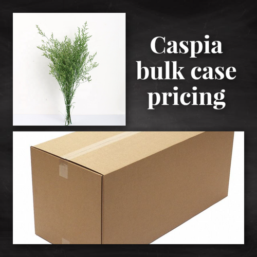 Preserved caspia bulk case pricing