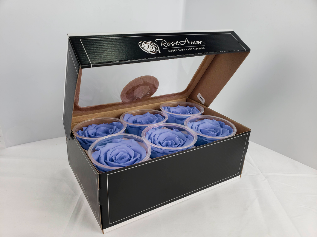 noscript-image-Rose Amor Large Preserved Rose Six Packs in Light Periwinkle