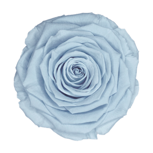 Preserved rose head in light blue