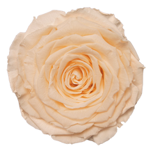 Load image into Gallery viewer, Preserved rose in champagne peach
