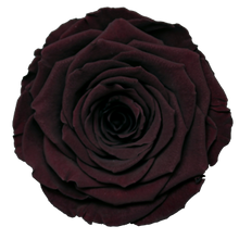 Load image into Gallery viewer, Large Preserved Rose Six Pack in Cognac by Rose amor

