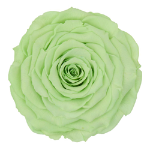 Preserved rose in mint green