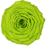Load image into Gallery viewer, Preserved rose in chartreuse (yellow -green)
