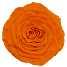 Load image into Gallery viewer, Preserved rose in orange
